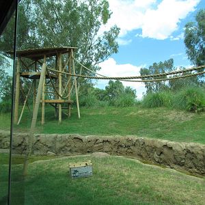 Tropics Trail - Orang Hutan
