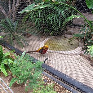 Tropics Trail - Tropical Flights