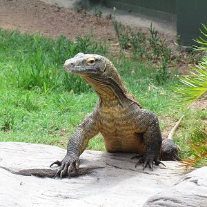 Tropics Trail - Land of the Dragons