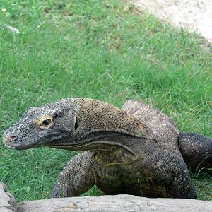 Tropics Trail - Land of the Dragons