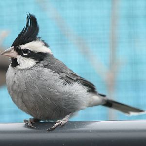 Black-crested finch