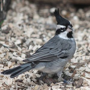 Black-crested finch