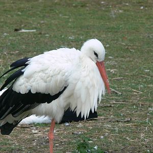 European White Stork at Hamerton Zoo, 23/08/14