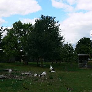 Stork Enclosure at Hamerton Zoo, 23/08/14