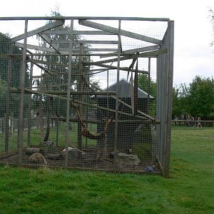 Coati Enclosure at Hamerton Zoo, 23/08/14