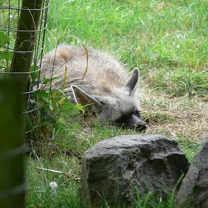 Southern Aardwolf at Hamerton Zoo, 23/08/14
