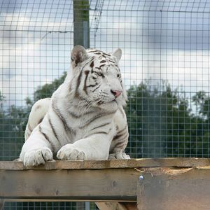 White Tiger at Hamerton Zoo, 23/08/14