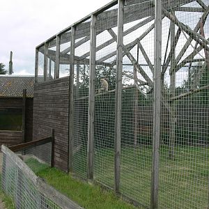 Gibbon Enclosure at Hamerton Zoo, 23/08/14