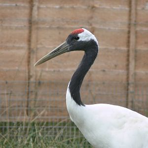 Red-crowned Crane at Hamerton Zoo, 23/08/14