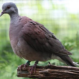 Red turtle dove