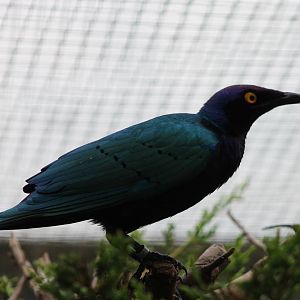 Purple glossy starling