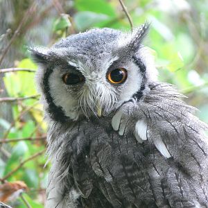 Northern white-faced Scops Owl at Hamerton Zoo, 23/08/14
