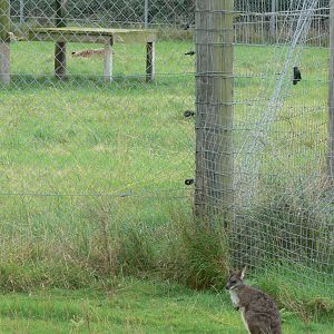 General View at Hamerton Zoo, 23/08/14