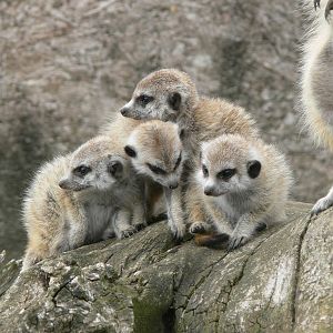 Slender-tailed Meerkats at Hamerton Zoo, 23/08/14