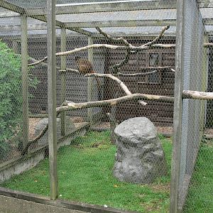 Lemur Enclosure at Hamerton Zoo, 23/08/14
