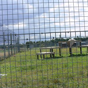 Tiger Enclosure at Hamerton Zoo, 23/08/14