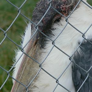 Marabou Stork at Hamerton Zoo, 23/08/14