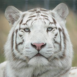 White Tiger at Hamerton Zoo, 23/08/14
