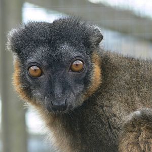 Collared Lemur at Hamerton Zoo, 23/08/14