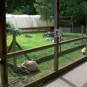 Tortoise Passage at Hamerton Zoo, 23/08/14