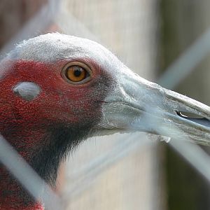 Indian Sarus Crane at Hamerton Zoo, 23/08/14