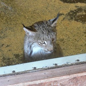 Canadian Lynx at Hamerton Zoo, 23/08/14