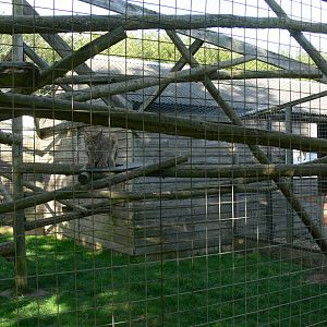 Lynx Enclosure at Hamerton Zoo, 23/08/14