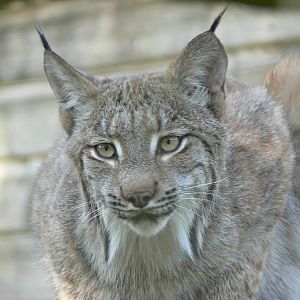 Canadian Lynx at Hamerton Zoo, 23/08/14