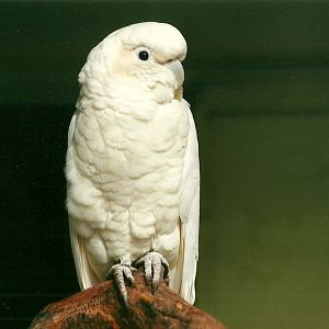 Red-vented Cockatoo, 6th March 2000
