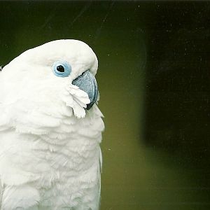 Blue-eyed Cockatoo, 23rd March 2004
