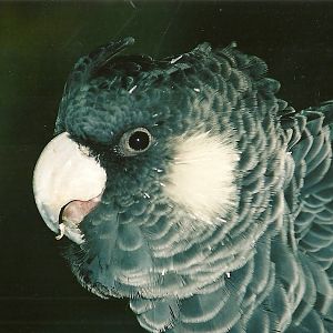 Carnaby's Cockatoo, 23rd March 2004