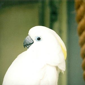 Blue-eyed Cockatoo, 25th October 2004