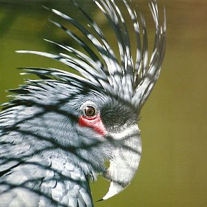 Palm Cockatoo, 26th October 2004