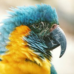 Blue-throated Macaw, 20th May 2006