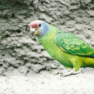 Red-tailed Amazon, 20th May 2006