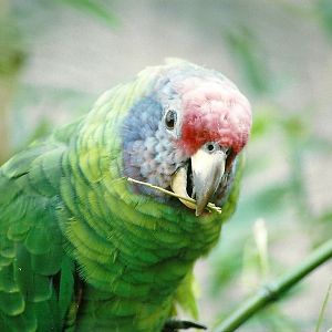 Red-tailed Amazon, 24th October 2006