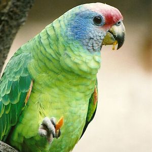 Red-tailed Amazon, 27th April 2007