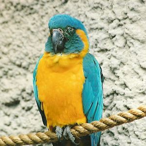 Blue-throated Macaw, 27th April 2007