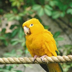 Queen of Bavaria's Conure, 27th April 2007