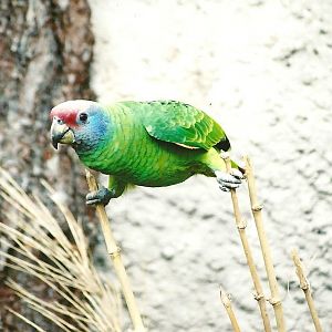 Red-tailed Amazon, 29th April 2007