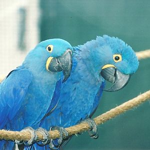 Hyacinthine Macaws, 29th April 2007