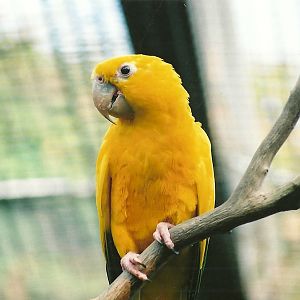 Queen of Bavaria's Conure, 29th April 2007