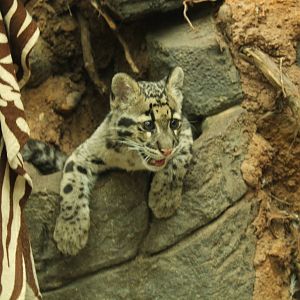 Clouded Leopard Cub - 14th June 2014