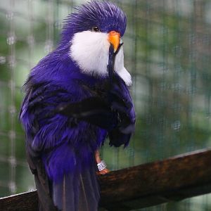 Blue Lorikeet (Vini peruviana) October 2009