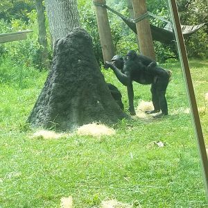 Bonobo Enrichment