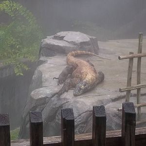 Komodo Dragon in During Downpour