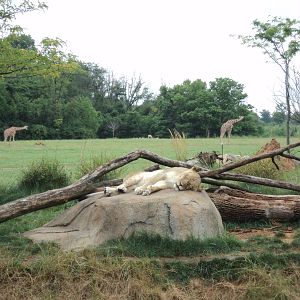 Heart of Africa- Lion Exhibit and Savanna