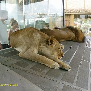 Heart of Africa- Lions from Plane Cockpit