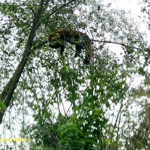 Red Panda in Tree