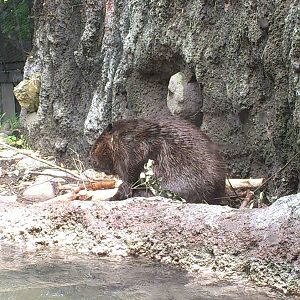 Beaver